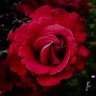 Michelle Marie 🌸's profile picture