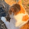 쇠맛고양이 profil fotoğrafı