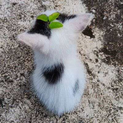 ssialin's profile picture