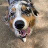 dogkey's profile picture
