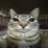 여고생's profile picture