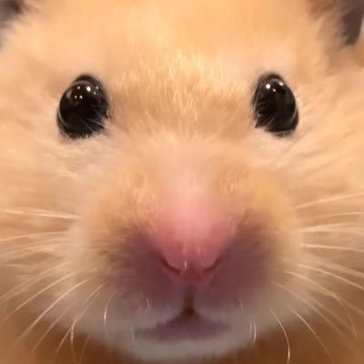 썬햄이's profile picture