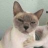 Tenang profil fotoğrafı