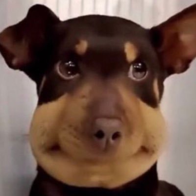 แอคหมาโดนต่อต่อย แล้วต่อยนานยัง's profile picture