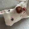 mopo's profile picture