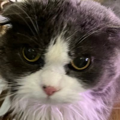 hopliasaimara1's profile picture