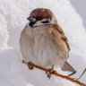Profilbild von Sparrow