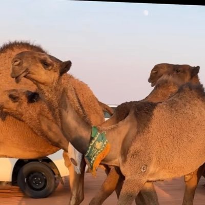قرم العبادل's profile picture