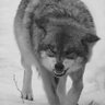 push's profile picture