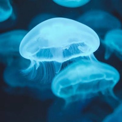 ぷかぷか's profile picture