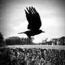 🐦⬛Black Bird ❤️ profil fotoğrafı