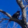 Eat Crow's profile picture
