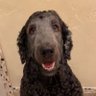 Black Dog 的头像