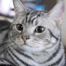 Nekonyan's profile picture