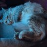 Profilbild von Shroomy