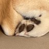 らーち🎼🌸 的头像