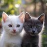 猫ﾆｬﾝｺ profil fotoğrafı