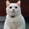 zengyue hzy profil fotoğrafı
