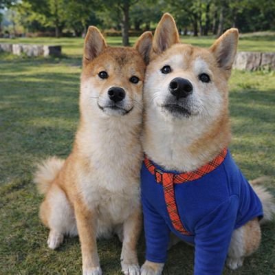 kuu_tee_shiba's profile picture