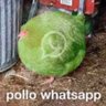 Profilbild von pollo whatsapp