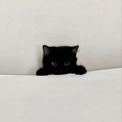 nekogomie's profile picture