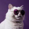 Profilbild von Lord Koty Capital ᓚᘏᗢ