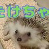 たけちゃん profil fotoğrafı