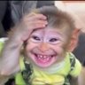 Happy-monkey profil fotoğrafı