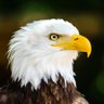 Eagle(गरुड) 的头像