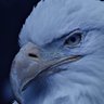 shad's profile picture