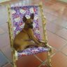 Silvia's profile picture