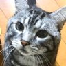 くわっち profil fotoğrafı