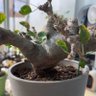 Plants Yao 的头像