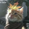 Profilbild von coermy
