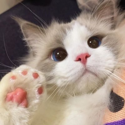 もか's profile picture