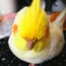 ツナ🦜 profil fotoğrafı