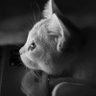 Kuoleroy's profile picture