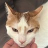 SRD profil fotoğrafı