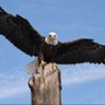 Kevin Voigt profil fotoğrafı