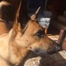 Profilbild von Malinois/X