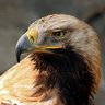 عُقاب profil fotoğrafı