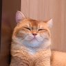 suzu0208's profile picture