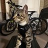 猫泽西不是猫泽东 的头像