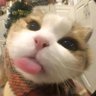 lemongtee🍋's profile picture