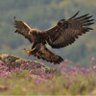 عبدالرحمن profil fotoğrafı