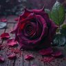 العراقي العراقي's profile picture