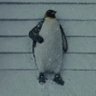 Überpenguin 的头像