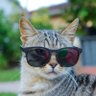 Profilbild von Dean