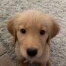 Profilbild von Buddy