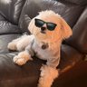 Josillo's profile picture